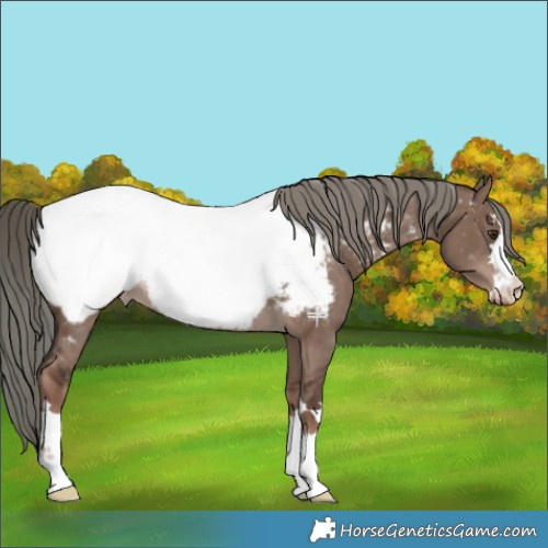 Horse Color:Liver Red Dun Mushroom Appaloosa