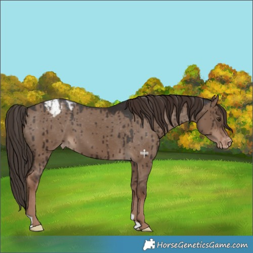 Horse Color:Liver Red Dun Appaloosa Brindle 