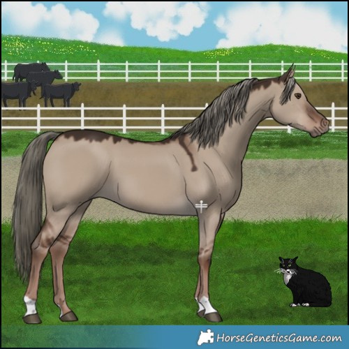 Horse Color:Liver Red Dun Mushroom 