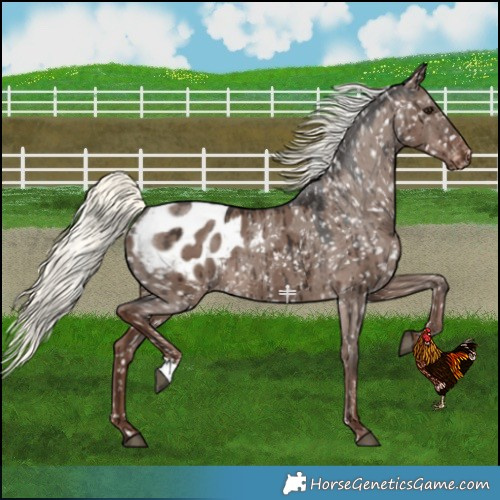 Horse Color:Liver Red Dun Mushroom Appaloosa Brindle 