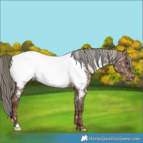 Horse Color:Liver Red Dun Mushroom Appaloosa 