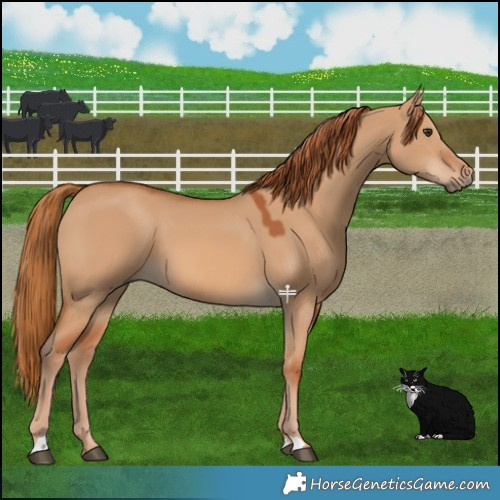 Horse Color:Red Dun 