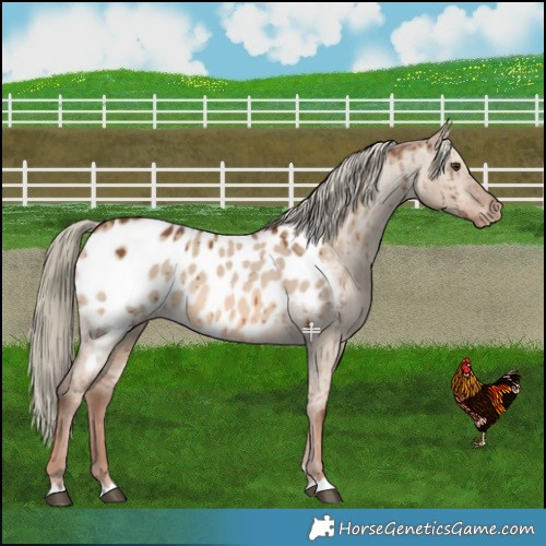 Horse Color:Red Dun Mushroom Near Leopard Brindle 