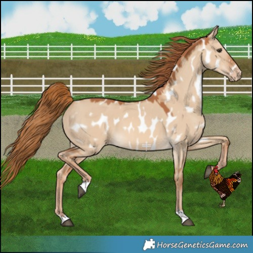 Horse Color:Red Dun Near Leopard 