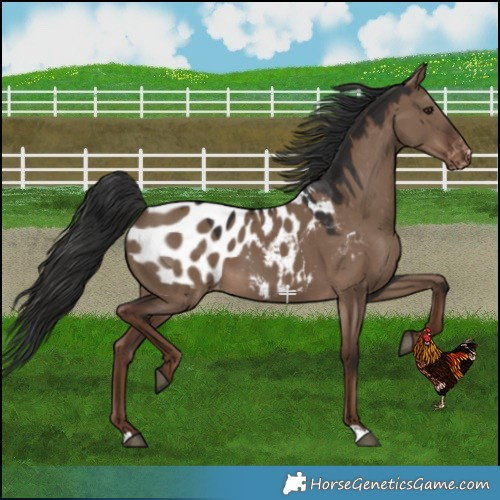 Horse Color:Liver Red Dun Appaloosa 