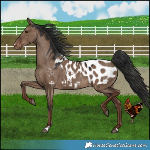Horse Color:Liver Red Dun Blanket 