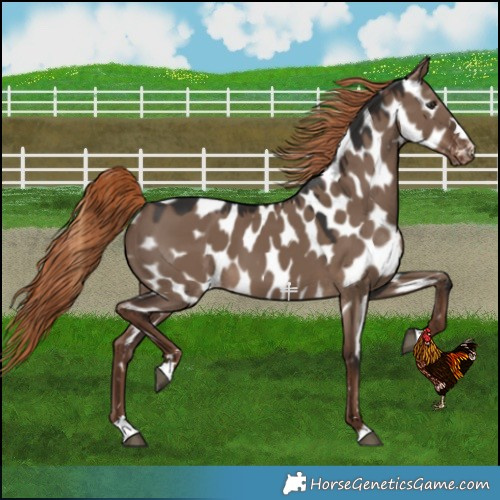 Horse Color:Liver Red Dun Near Leopard 