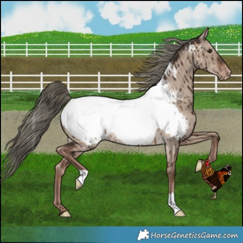 Horse Color:Liver Red Dun Mushroom Near Fewspot Brindle 