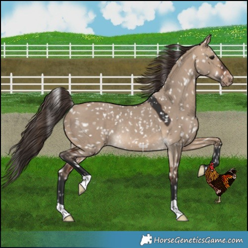 Horse Color:Bay Dun Snowflake VarnishRabicano 