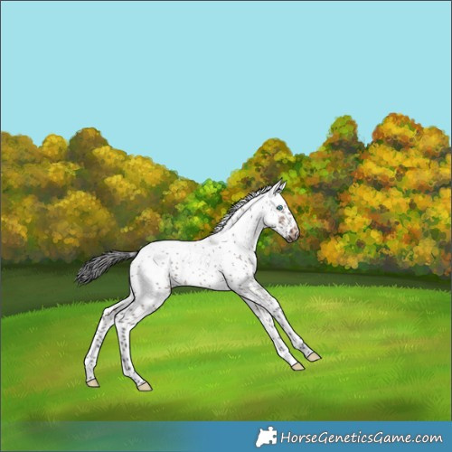 Horse Color:Brown Dun Splash Tobiano Frame 