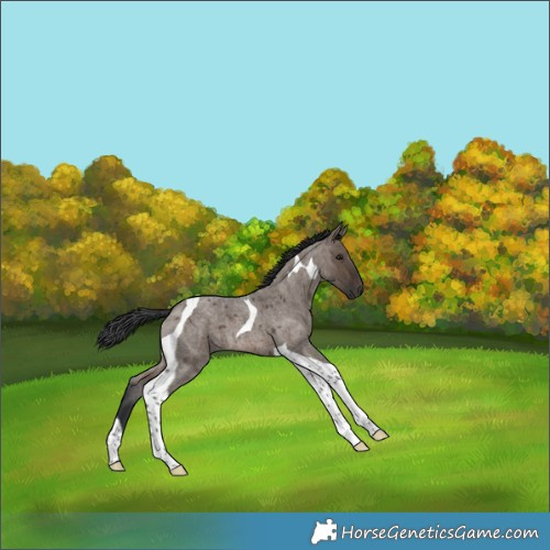 Horse Color:Brown Roan Dun Tobiano 