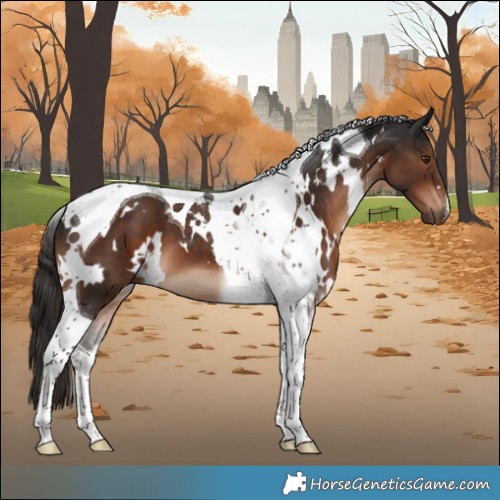 Horse Color:White Spotted Liver Chestnut Tobiano 