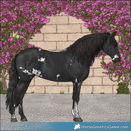 Horse Color:White Spotted Liver Chestnut Tobiano 