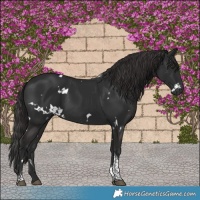 Horse Color:White Spotted Liver Chestnut Tobiano