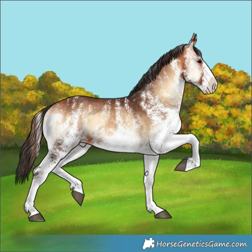 Horse Color:White Spotted Bay Onyx 