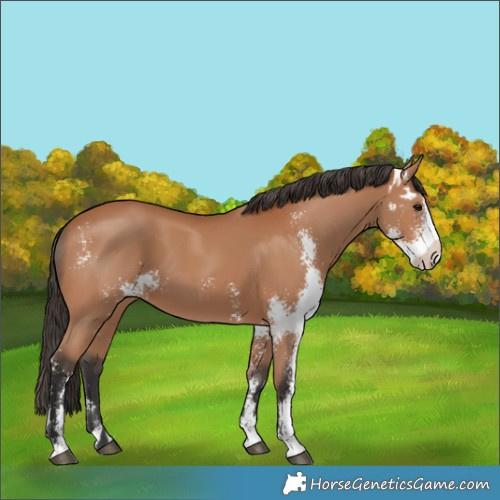 Horse Color:Bay Sabino