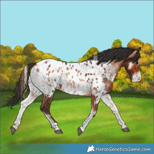 Horse Color:Bay Onyx Sabino Tobiano Appaloosa 