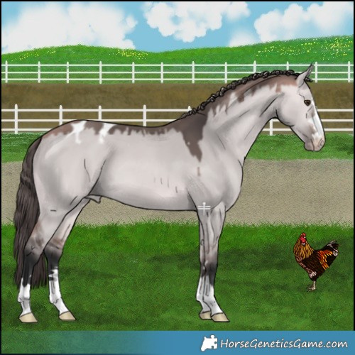 Horse Color:Platinum Bay Dun Varnish 