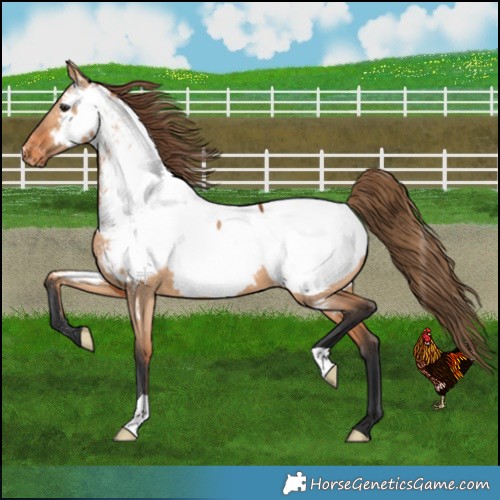 Horse Color:Bay Dun Near Fewspot 