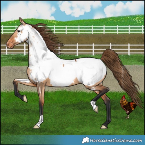 Horse Color:Bay Dun Appaloosa 