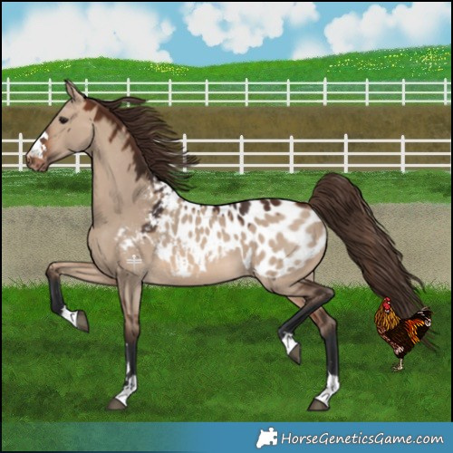 Horse Color:Brown Dun Blanket 