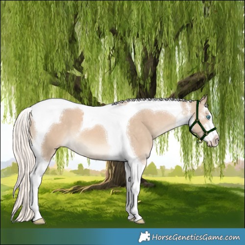 Horse Color:White Spotted Cremello Tobiano 