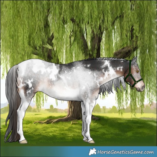 Horse Color:White Spotted Liver Chestnut Tobiano Rabicano 