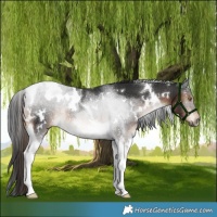 Horse Color:White Spotted Liver Chestnut Tobiano Rabicano 
