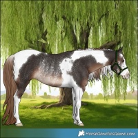 Horse Color:White Spotted Liver Chestnut Tobiano Rabicano