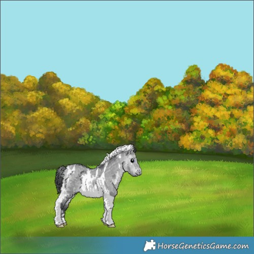 Horse Color:White Spotted Bay Chinchilla Dun Tobiano