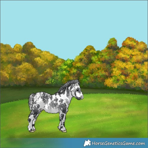 Horse Color:White Spotted Bay Chinchilla Appaloosa Rabicano 