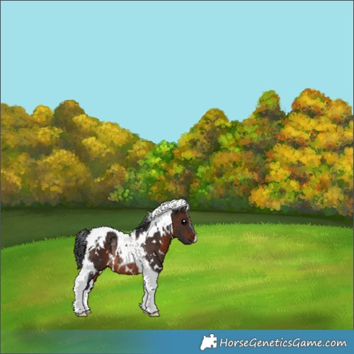 Horse Color:White Spotted Brown Tobiano Rabicano 