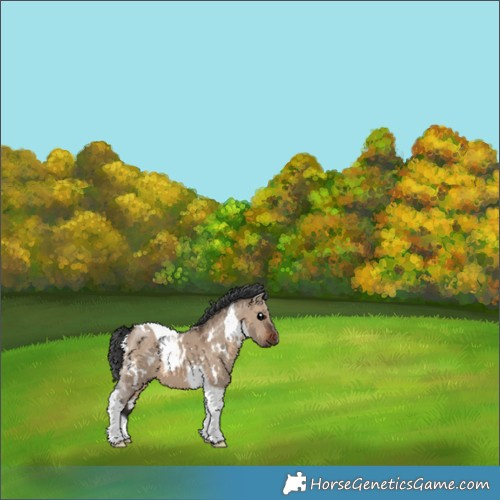 Horse Color:White Spotted Brown Dun Tobiano 