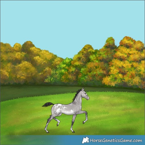 Horse Color:Platinum White Spotted Bay Dun Sabino Appaloosa Rabicano 