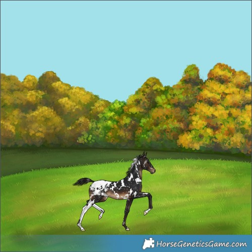 Horse Color:Gray White Spotted Bay Appaloosa