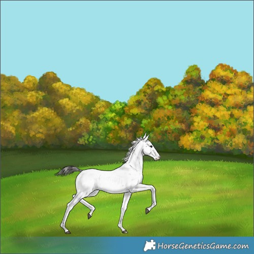 Horse Color:Platinum Bay Dun Sabino Appaloosa
