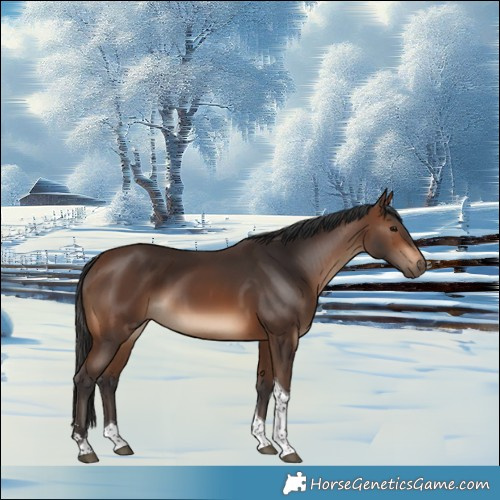 Horse Color:Brown Tobiano 