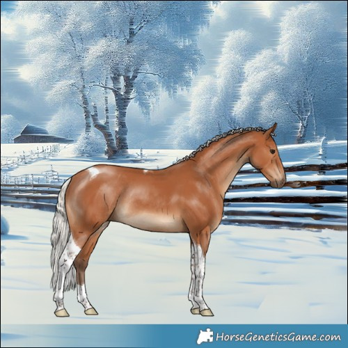 Horse Color:Silver Bay Tobiano Rabicano