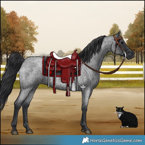 Horse Color:Blue Roan 