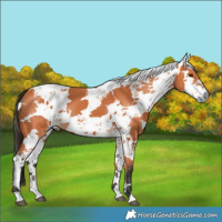 Horse Color:Bay Harlequin Merle