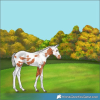 Horse Color:Silver Bay Harlequin Merle