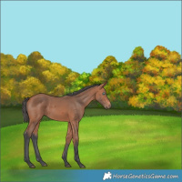 Horse Color:Bay Merle 