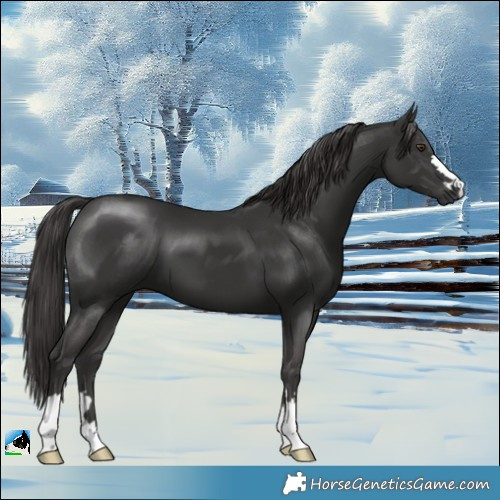 Horse Color:Platinum Liver Chestnut