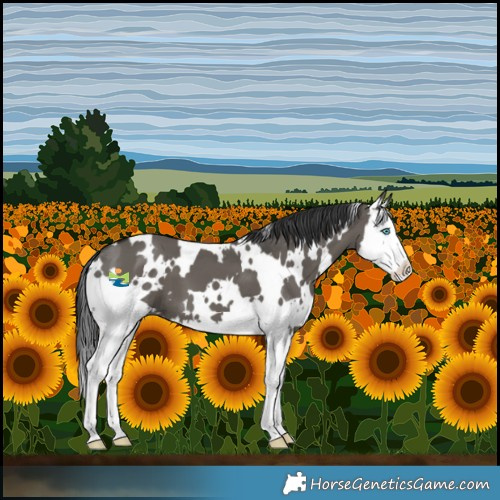 Horse Color:White Spotted Grullo Splash 