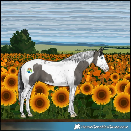 Horse Color:Grullo Splash Tobiano 