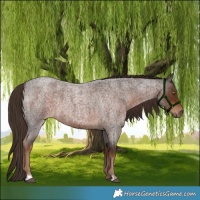 Horse Color:Liver Red Roan