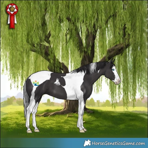 Horse Color:Smoky Black Splash Tobiano