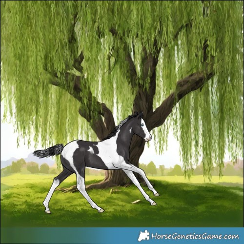 Horse Color:Smoky Black Splash Tobiano 