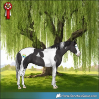 Horse Color:Smoky Black Splash Tobiano 