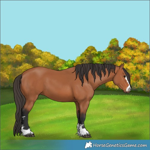 Horse Color:Bay 